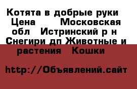Котята в добрые руки › Цена ­ 1 - Московская обл., Истринский р-н, Снегири дп Животные и растения » Кошки   